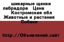 шикарные щенки лабрадора › Цена ­ 25 000 - Костромская обл. Животные и растения » Собаки   